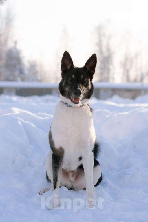 Собаки в других городах Московской области: ❤️ РИЧАРД. ПОСЛЕДНИЙ ИЗ СЕМЕРЫХ...  ГЕРОЙ, КОТОРЫЙ ВЫБРАЛ ЖИЗНЬ! Мальчик, Бесплатно - фото 4