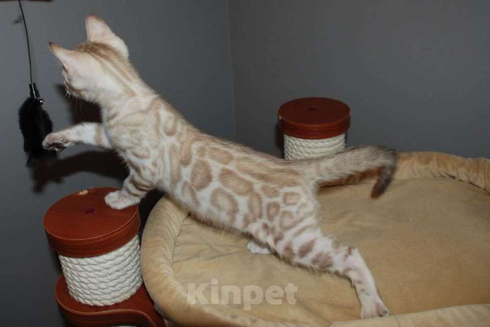 Кошки в Москве: Бенгальский котик. Мальчик, 65 000 руб. - фото 2