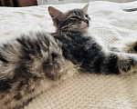 Кошки в Москве: Котенок - девочка в добрые руки Девочка, Бесплатно - фото 4