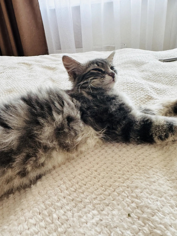 Кошки в Москве: Котенок - девочка в добрые руки Девочка, Бесплатно - фото 4