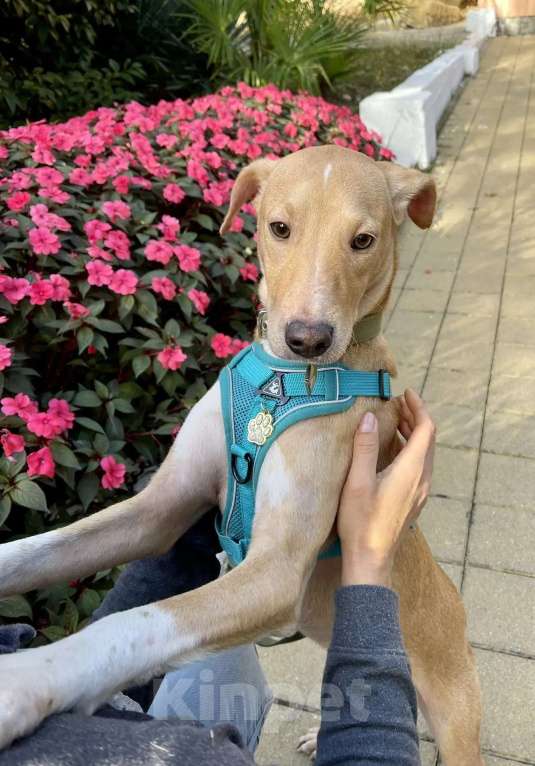 Собаки в Люберцах: Солнечный парень Вилли в поисках родителей Мальчик, Бесплатно - фото 10