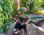 Кошки в Клине: Прекрасные котята ждут новых хозяев Мальчик, 20 руб. - фото 3