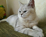 Кошки в Коломне: Вязка, 2 500 руб. - фото 3