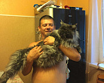 Кошки в Москве: Вязка мейн кун, 4 000 руб. - фото 4