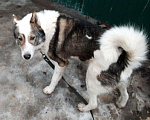 Собаки в Ярославле: Лаки ищет дом, Бесплатно - фото 5