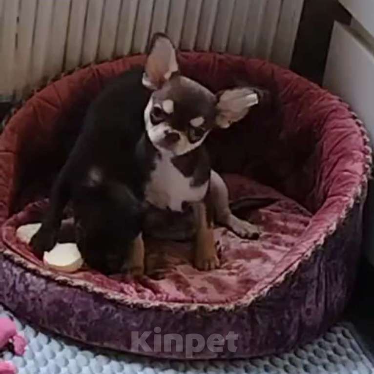 Собаки в Москве: Чихуахуа мальчик Мальчик, 55 000 руб. - фото 2