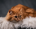 Кошки в Клине: Шуня — тихая кошечка Девочка, Бесплатно - фото 1