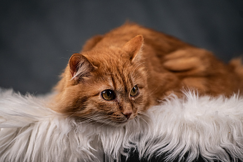 Шуня — тихая кошечка