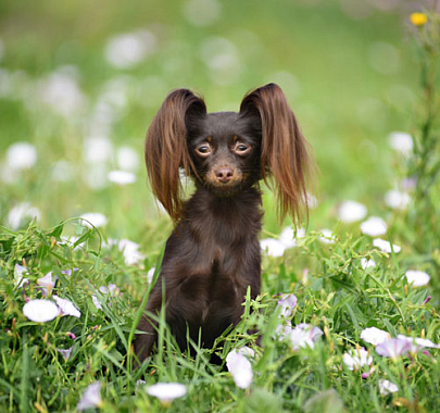 Русский той-терьер