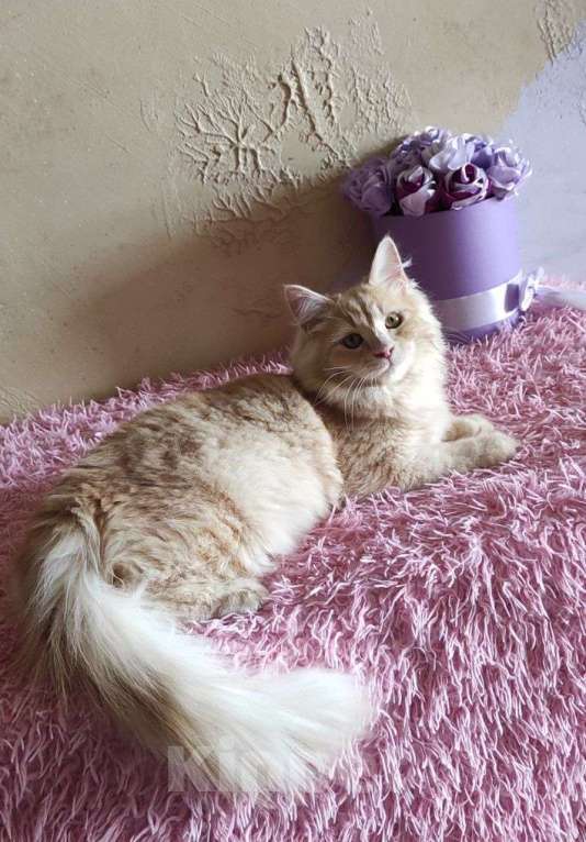 Кошки в Новосибирске: ♂️ Jinger Мальчик, 50 000 руб. - фото 6