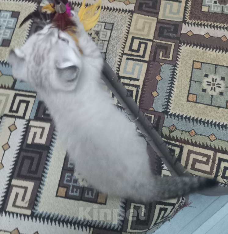 Кошки в Москве: Необыкновенная вислоухая кошечка таби поинт Девочка, 15 000 руб. - фото 2