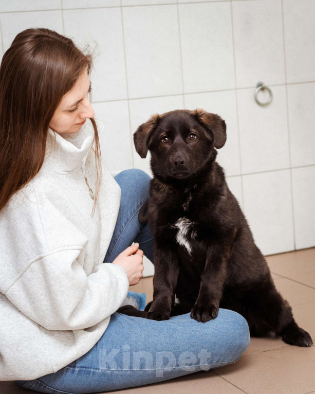 Собаки в Москве: Щенок очень ищет дом! Девочка, Бесплатно - фото 7