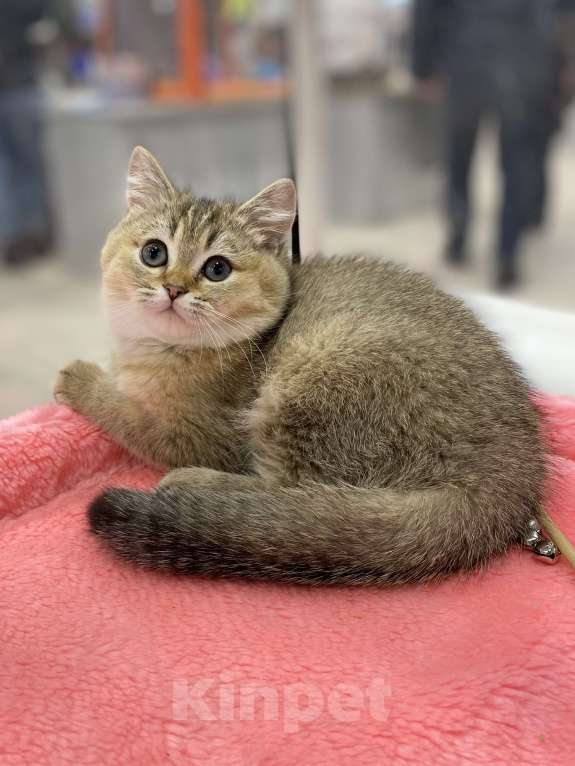 Кошки в Клине: Яша Мальчик, 27 000 руб. - фото 6