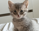 Кошки в Саратове: Котята в добрые руки Девочка, Бесплатно - фото 1