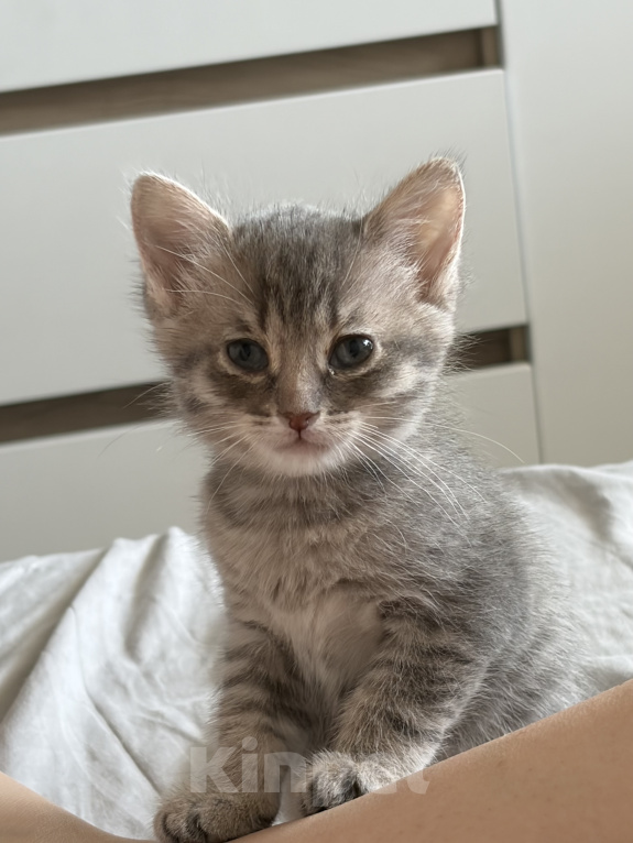 Кошки в Саратове: Котята в добрые руки Девочка, Бесплатно - фото 1