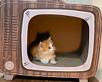 Кошки в Москве: Котята манчкин Разнополые, Бесплатно - фото 2