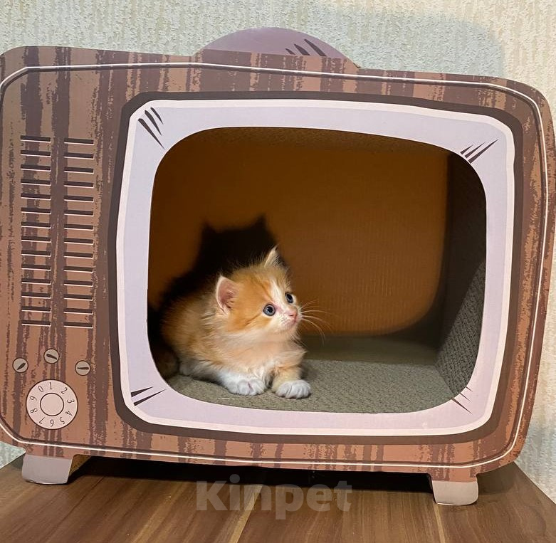 Кошки в Москве: Котята манчкин Разнополые, Бесплатно - фото 2