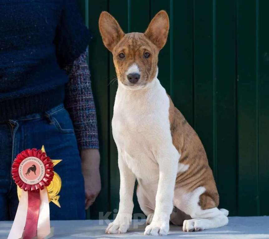 Собаки в Санкт-Петербурге: Щенок басенджи Мальчик, 90 000 руб. - фото 3