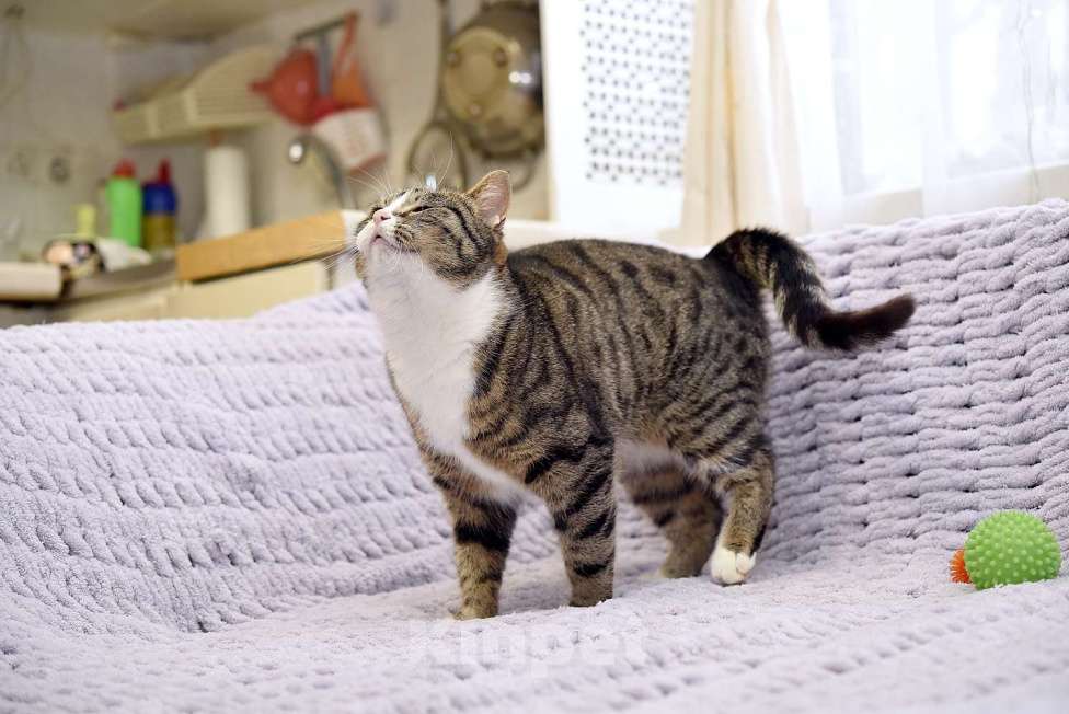 Кошки в Москве: Искра ищет дом! Девочка, Бесплатно - фото 3