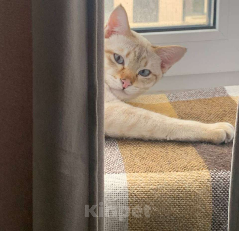 Кошки в Москве: Тайсон (домашний кот) Мальчик, 18 000 руб. - фото 4