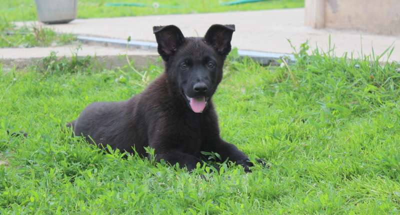 Собаки в Москве: Щенки восточноевропейской овчарки  Девочка, 45 000 руб. - фото 4