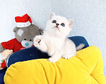 Кошки в Кинели: Вязка с Колорным Британским Котом NS 11 33  Мальчик, 10 000 руб. - фото 5
