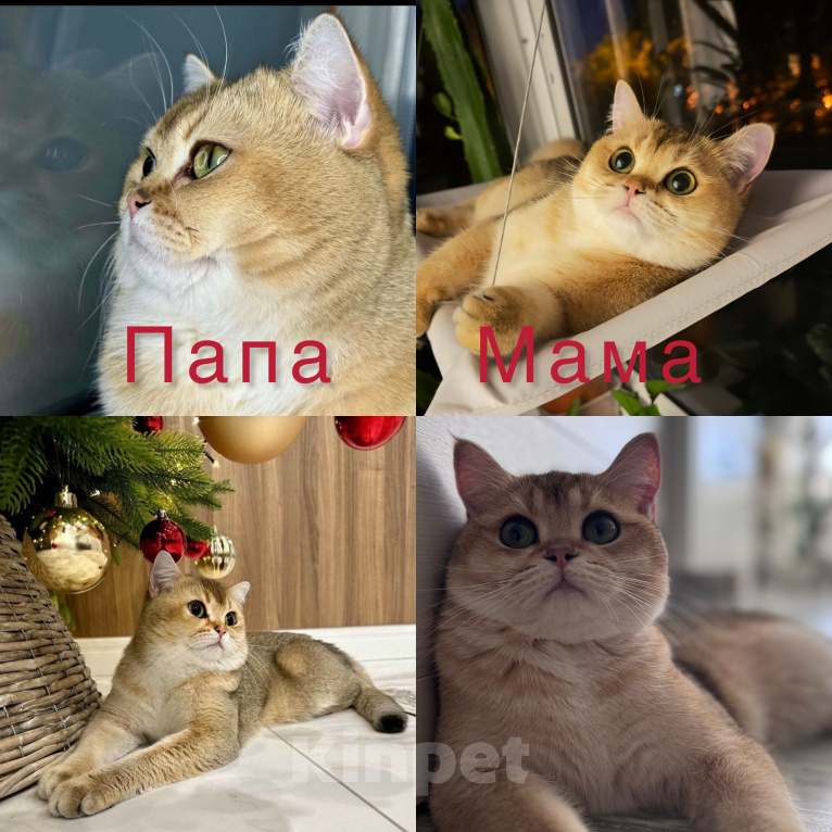 Кошки в Туле: Британские котята «золотая шиншилла» Девочка, 17 000 руб. - фото 4