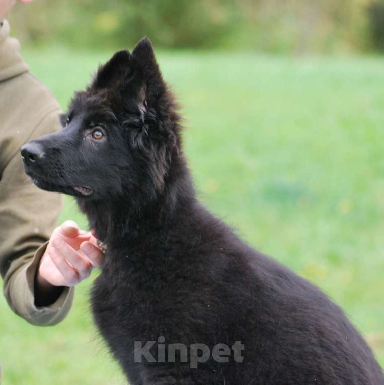 Собаки в Сергиеве Посаде: Немецкая Овчарка длинношерстна  Девочка, 80 000 руб. - фото 2