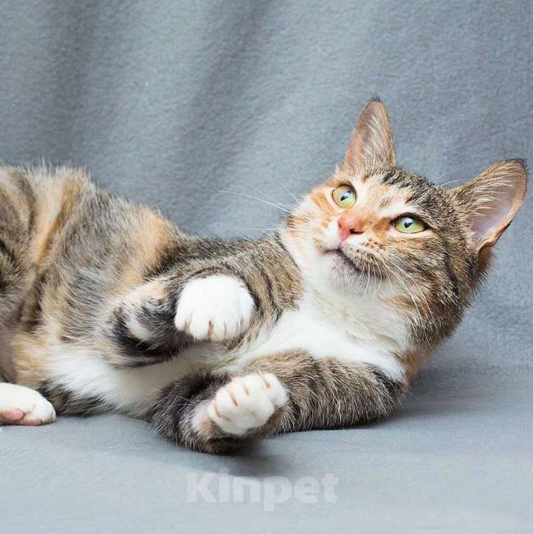 Кошки в Москве: Самая ласковая кошечка Версаче Девочка, Бесплатно - фото 2