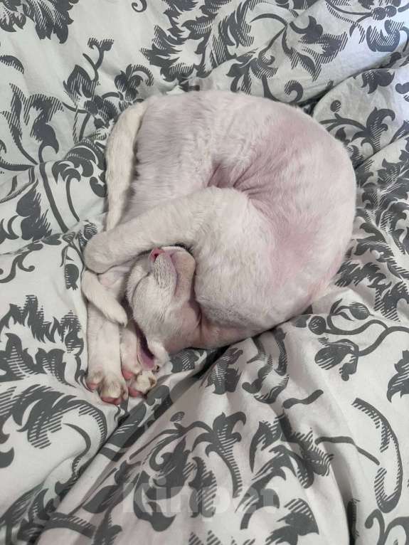 Кошки в Казани: Девон-рекс кошка Девочка, 50 000 руб. - фото 9