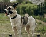 Собаки в Москве: Собака Алиса ищет дом Девочка, 10 руб. - фото 3