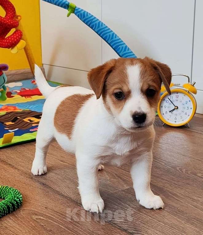 Собаки в Екатеринбурге: Джек-рассел-терьер, Инфинити Девочка, 50 000 руб. - фото 2