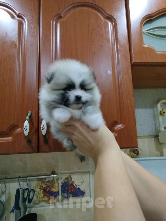 Собаки в Омске: Девчуля Девочка, Бесплатно - фото 3