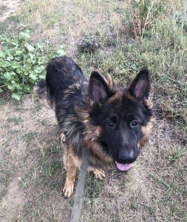 Собаки в Воронеже: пропала собака Мальчик, 5 000 руб. - фото 3