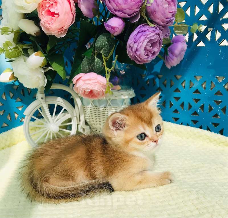 Кошки в Санкт-Петербурге: золотой котик Мальчик, 35 000 руб. - фото 4