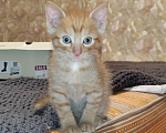 Кошки в Красноярске: Ласковый персиковый толстячек Мальчик, 1 руб. - фото 5