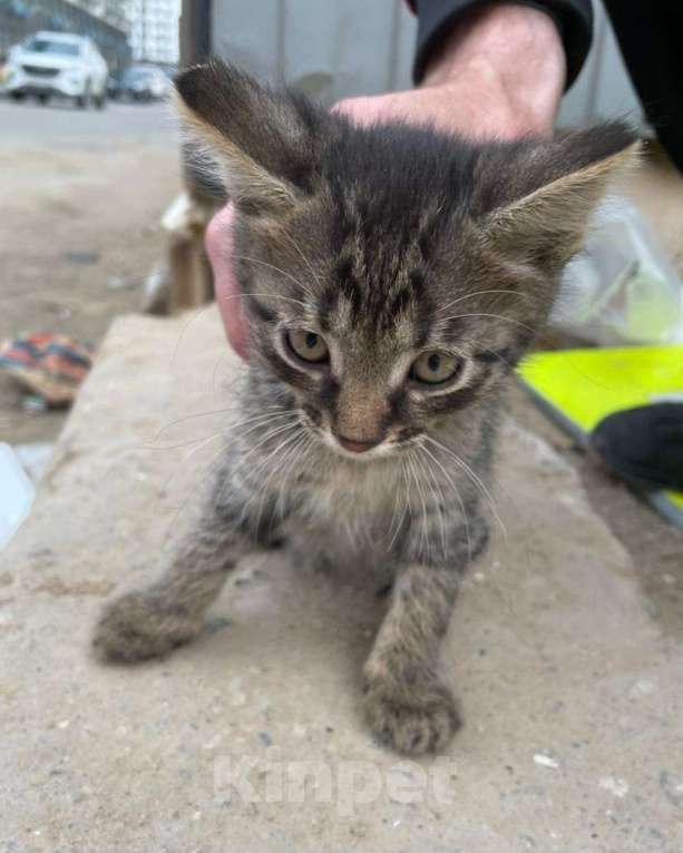 Кошки в Москве: Маленький котенок Воробушек в добрые руки! Москва, МО Мальчик, Бесплатно - фото 3