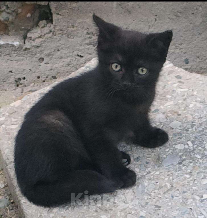 Кошки в Черкесске: Котята а добрые руки Мальчик, Бесплатно - фото 3