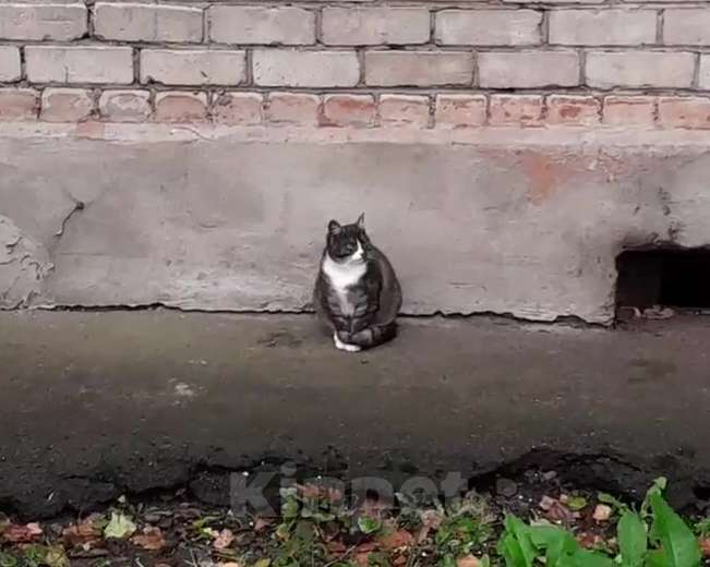 Кошки в Санкт-Петербурге: срочно нужен дом Девочка, Бесплатно - фото 1