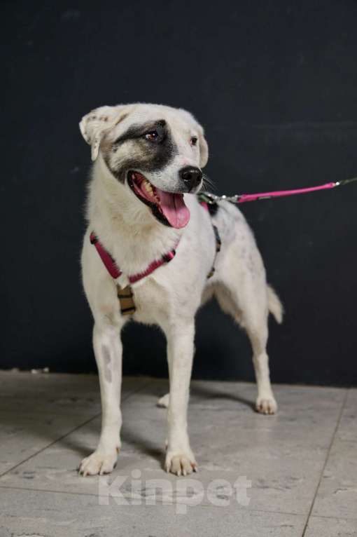 Собаки в Москве: Фиби нежнее не найдете! Она сокровище! Девочка, Бесплатно - фото 2