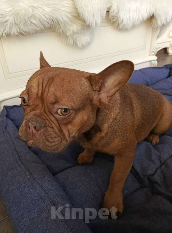 Собаки в Тюмени: французский бульдог девочка Девочка, Бесплатно - фото 4