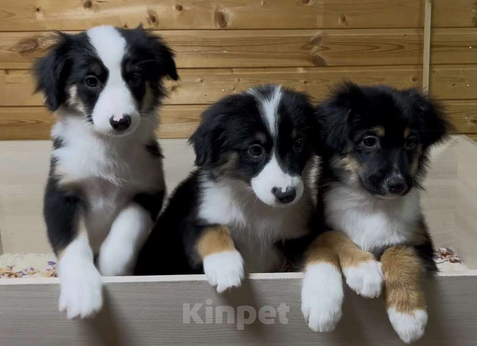 Собаки в Москве: Мини аусси красивые триколорные мальчики Мальчик, 50 000 руб. - фото 1