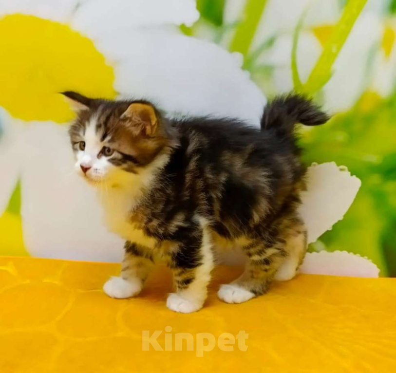 Кошки в Чите: Драгоценные котята курильского бобтейла Мальчик, 25 000 руб. - фото 3