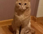 Кошки в Самаре: пропал кот Мальчик, 1 000 руб. - фото 2