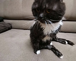 Кошки в Москве: Найден вислоухий кот Мальчик, Бесплатно - фото 2