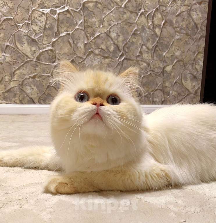 Кошки в Кисловодске: Nicole Девочка, 60 000 руб. - фото 4