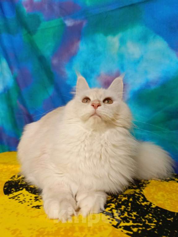 Кошки в Санкт-Петербурге: Девочка ds 22 Девочка, 35 000 руб. - фото 2