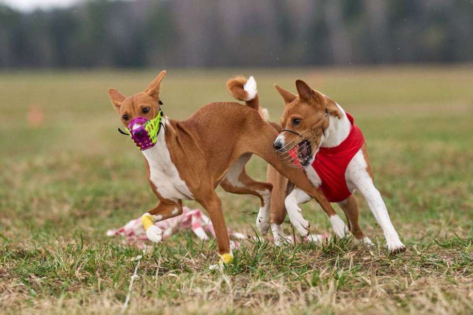 Собаки в Щелково: Неоднократный Чемпион России ищет девочку. Мальчик, 10 000 руб. - фото 3