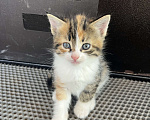 Кошки в Вологде: Отдадим котёнка в добрые руки! Девочка, Бесплатно - фото 2