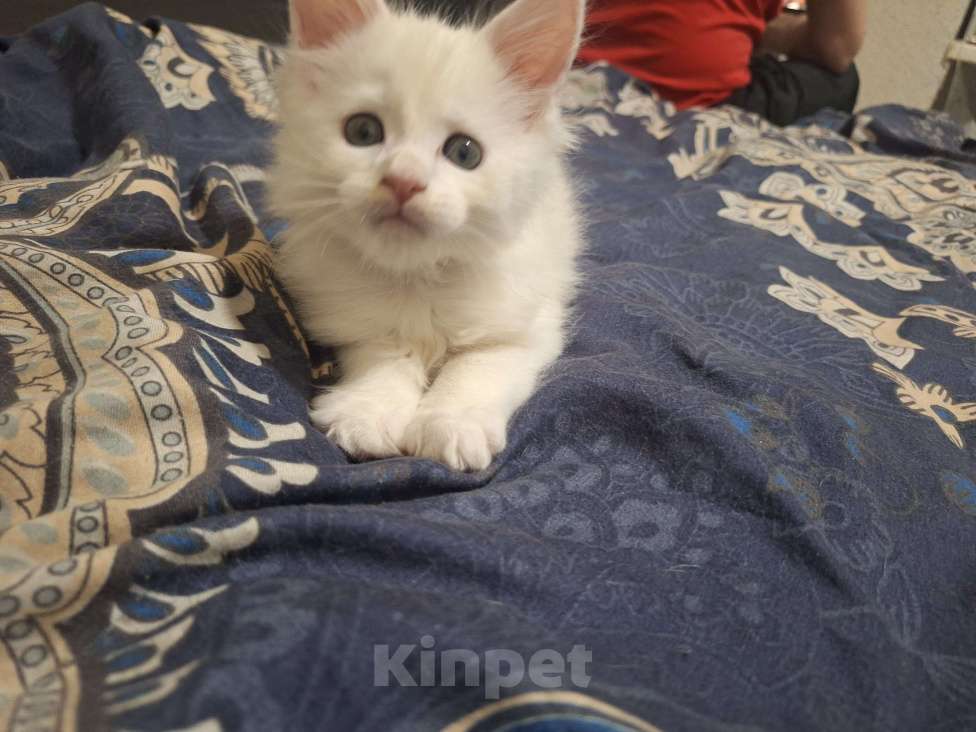 Кошки в Санкт-Петербурге: Котята мейн кун Девочка, 17 000 руб. - фото 3